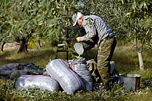 Из-за продолжительной засухи в Европе может подорожать оливковое масло