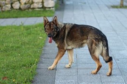 Общественная палата Челябинской области проверяет смерть собаки