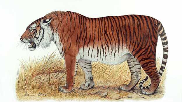 Ученые назвали условия «оживления» туранского тигра