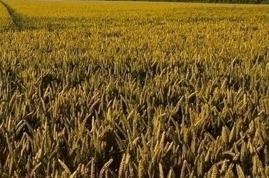 Алтайские власти намерены поставлять маралов в Бурятию и увеличить объемы поставок муки