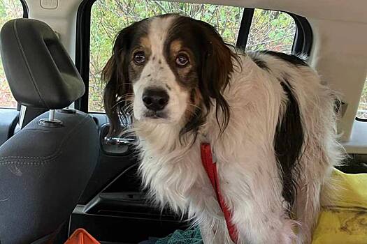 Преданная собака спасла раненого 84-летнего хозяина