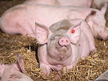 Россельхознадзор: поставки российской свинины в Китай могут начаться 29 февраля