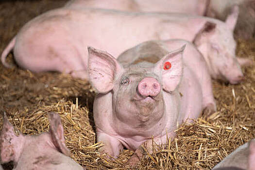 Россельхознадзор: поставки российской свинины в Китай могут начаться 29 февраля