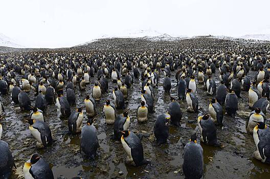 В Антарктиде обнаружили неизвестные колонии пингвинов