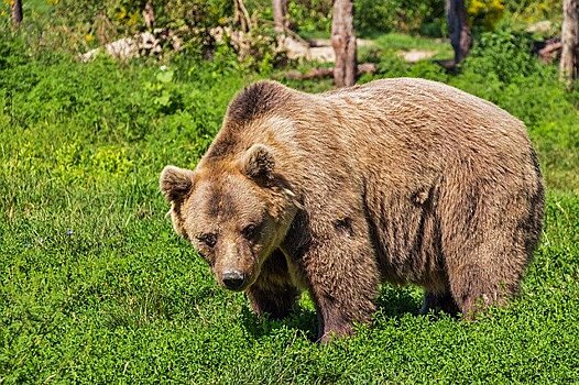 Медведи 4 раза за лето нападали на скот в Новосибирской области
