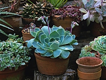 В чем преимущество молодила для сада