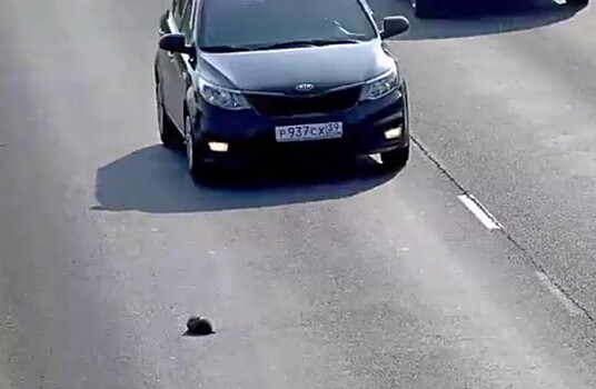 В Калининграде водитель спас котёнка из-под колёс