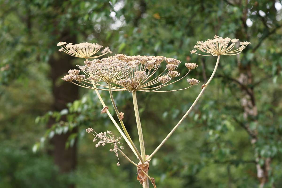 Дачников предупредили о штрафах за борщевик