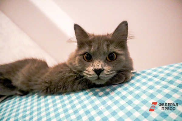 Пристроили десять котов и собак: стали известны итоги выставки «Хвостатый Новый год»