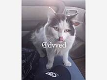 Кот-каскадер преодолел 150 километров на подвеске машины и был спасен