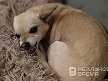 В Госдуму внесены законопроекты о регулировании выгула бойцовских собак