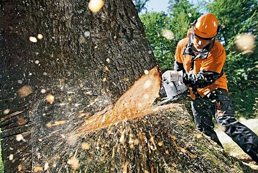 Прокуратура начала проверку законности вырубки деревьев в Калининграде
