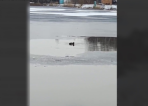 «Прибилась летом, так и живет»: на «Мухинке» ждут помощи для застрявшей на озере утки