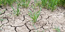 Режим ЧС ввели в ряде регионов России: засуха убивает урожай