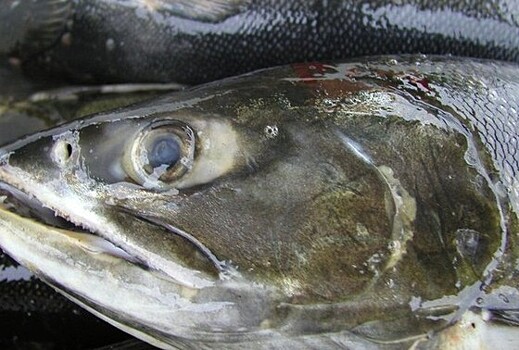 Миллионы мальков лососей выпустят в реки на Камчатке