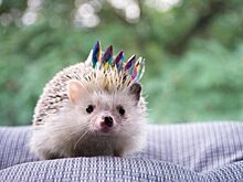 Не плюшевый мишка: вся правда о жизни с колючим комочком