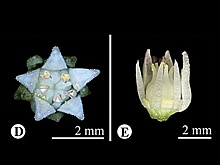 Идентифицировано неизвестное науке растение из Тибета