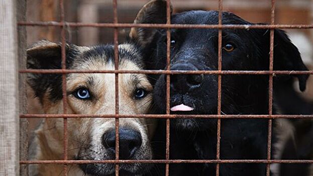 Законопроект об усыплении бездомных собак внесли в Госдуму