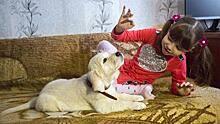 «Доброжелательная собака»: Психолог оценил президентский подарок девочке из Приморья