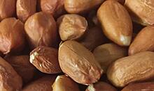 Дизельный арахис должен быть низкозатратным для производства и засухоустойчивым