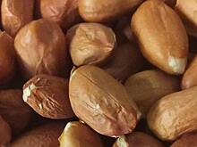 Дизельный арахис должен быть низкозатратным для производства и засухоустойчивым
