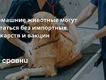Домашние животные могут остаться без импортных лекарств и вакцин