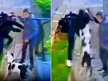 Пёс предотвратил ограбление хозяина и попал на видео в Бразилии