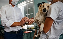 Курск. Приют для бездомных собак получил грант, а приют для бездомных людей - нет