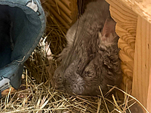 У Димы Билана умерла шиншилла Плюша