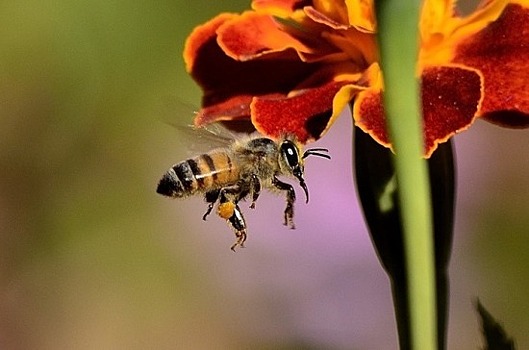 Томские учёные занялись разведением среднерусских пчёл