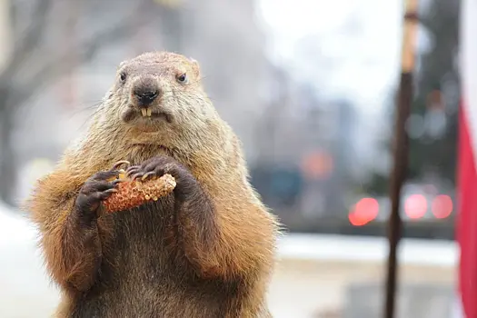 Сурок Фил дал прогноз, когда начнется весна