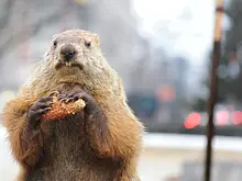 Сурок Фил дал прогноз, когда начнется весна