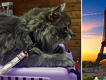 Кот-путешественник, попавший из Швеции во Францию