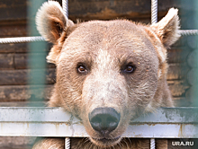 Курганские охотники усомнились в достоверности видео с медведем