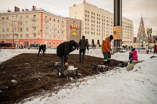 В Мурманске высадили почти 15 тысяч луковиц тюльпанов