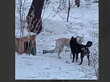 В Свободном агрессивные собаки держат в страхе жителей дома
