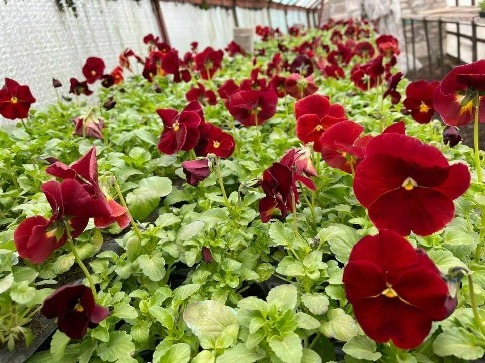 В Кирове высадят более 650 тысяч цветов в «дымковских» оттенках