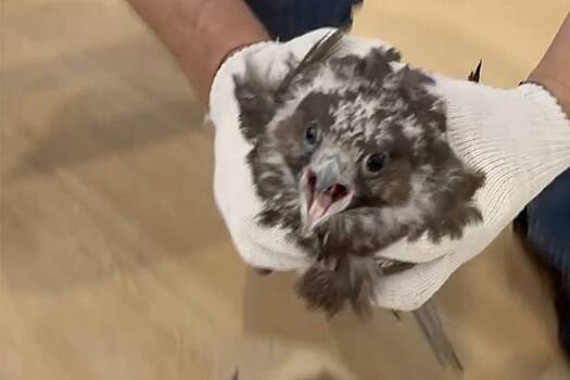 В Сайлюгемском нацпарке устроили тату-салон для соколов-балобанов