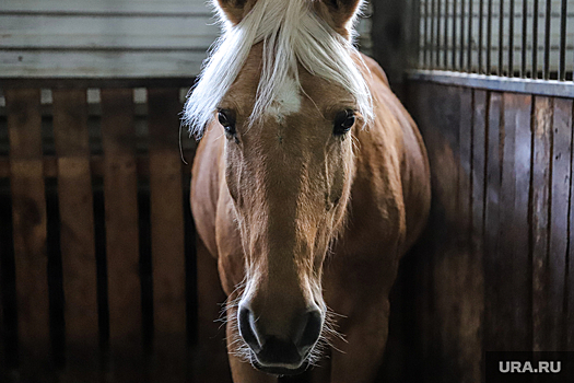 В Тюмени лошадь повредила машины и погибла под колесами фуры