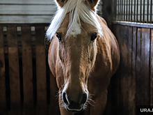 В Тюмени лошадь повредила машины и погибла под колесами фуры