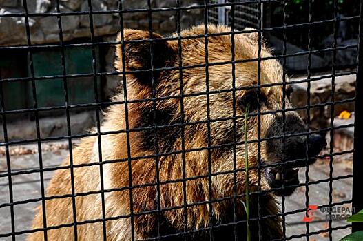 Гулявшую по Нижневартовску медведицу хотят забрать в Томскую область