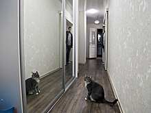 Названы способы обезопасить себя от мошенников при сдаче квартиры в аренду