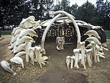 Ученые выяснили, когда кроманьонцы построили в Межириче сооружение из костей 37 мамонтов