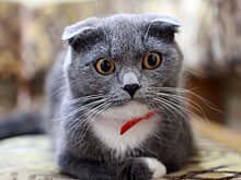 7 кошачьих пород, которых не существует