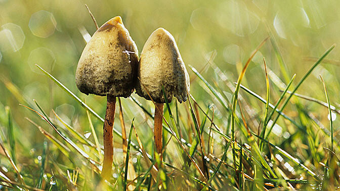 Изменение климата в Британии продлило сезон галлюциногенных грибов до Нового Года