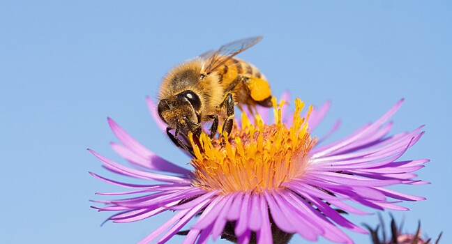 Найден простой способ борьбы с фантомными болями