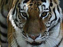 В российском регионе тигр атаковал машину с людьми и попал на видео