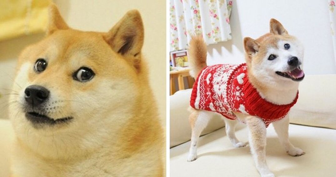 «Doge» (Кабосу)  