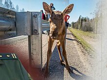Фотографа Илью Тимину пытались наказать уголовной статьей за попытки спасти лосенка