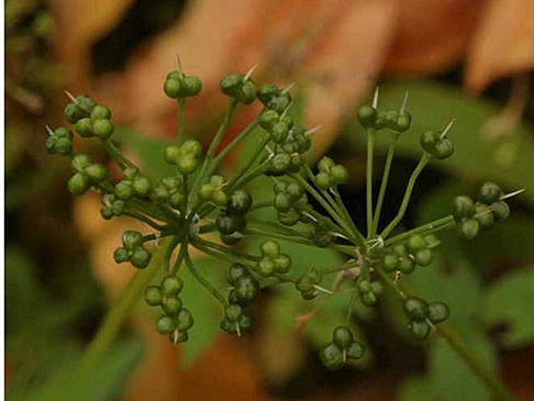 Как вырастить и размножить черемшу